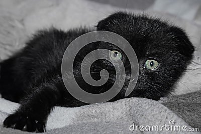 Little black kitty with sad eyes Stock Photo