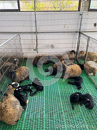 Little black lambs sleep on the floor next to big brown fluffy sheep Stock Photo
