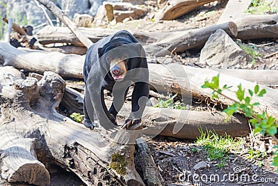 Little Black Malayan Bear - Helarctos malayanus in the rocks in the forest Stock Photo