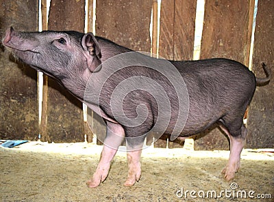 Little black pig is look side view Focus on the head Stock Photo