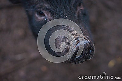 Little black pig looks at the frame Stock Photo