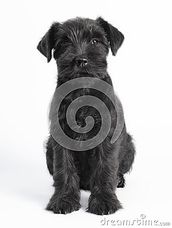 Little black puppy breed miniature schnauzer on a white background close up isolated Stock Photo