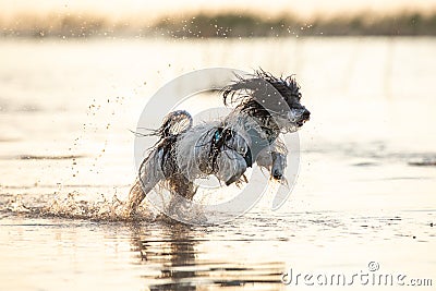 Little black and white dog running around in shallow waters. Stock Photo