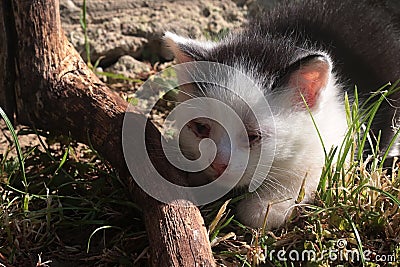 Little black and white kitten with eye inflammation, also called conjuctivitis, possibly caused by cat flu or feline herpesvirus. Stock Photo