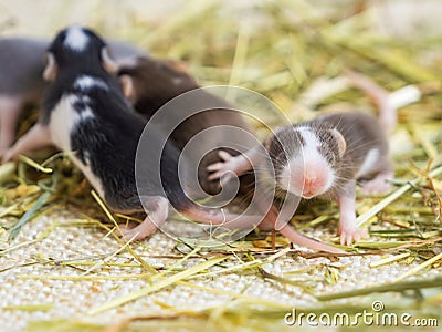 A little blind mouse pushes other mice away with its paw. Selective focus. Decorative satin mice. Agricultural pests Stock Photo