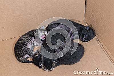 Little blind newborn kittens sleeping in a cardboard box Stock Photo