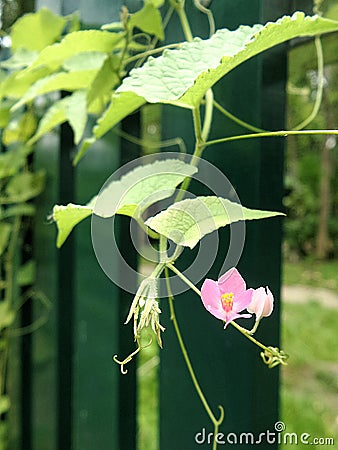 Little blooming Mexican Creeper flower on green fence Stock Photo