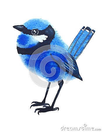 Little blue bird with black stripe Stock Photo