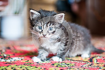 Little blue-eyed kittens Stock Photo