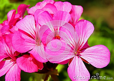 Little blue flower Pelargonium Stock Photo