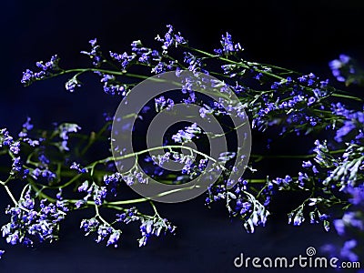 little blue flowers on a black background. soft focus the authors idea Stock Photo