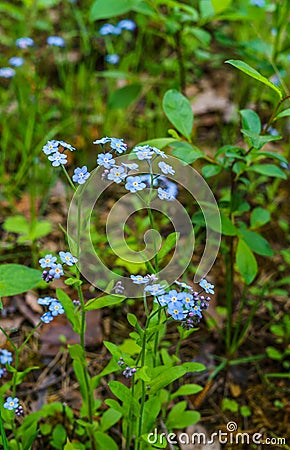 Little blue forget-me-not flowers on spring meadow Stock Photo