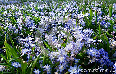 Little blue forget-me-not flowers on spring meadow (Forget-me-nots, Myosotis sylvatica, Myosotis scorpioides). Closeup Stock Photo