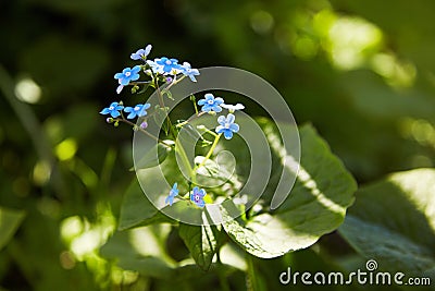 Little blue forget-me-not flowers on spring meadow in the sunlights. Stock Photo