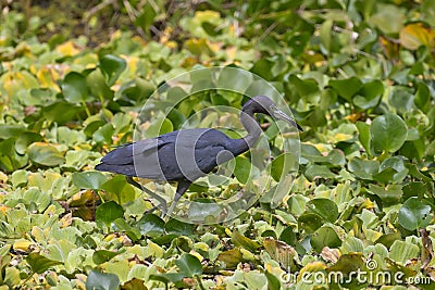 Little Blue Heron Stock Photo