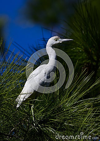 Immature Little Blue Heron on a pine tree Stock Photo