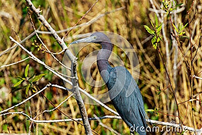 Little Blue Heron Myakka River Stock Photo