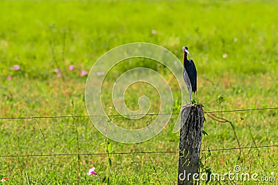Little Blue Heron perched on wire fence trunk, with green pasture in the background Stock Photo