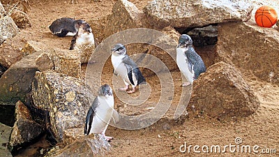 Little Blue Penguins, Eudyptula minor Stock Photo