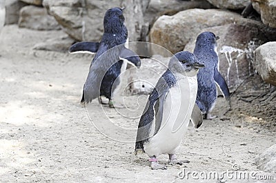 Little Blue Penguins, Eudyptula minor in captivity Stock Photo