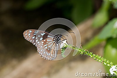 A little blue speckled falter sitting on a white blossom drinking nectar with its proboscis Stock Photo
