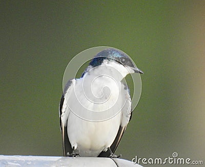 a little blue and white swallow Stock Photo