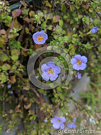 Tiny Dainty Little Flowers Stock Photo