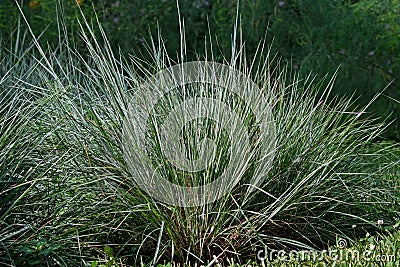 Little bluestem on a bright sunny day. Stock Photo