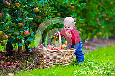 Little boy with apple basket on a farm Stock Photo