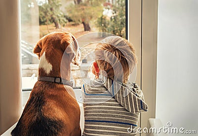 Little boy with best friend looking through window Stock Photo