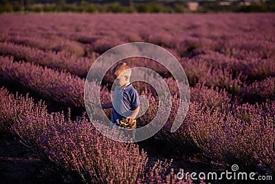 Little boy in blue polo play among the rows of purple lavender in field. Child is gathers flowers Stock Photo