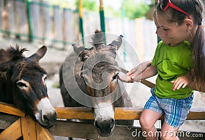 Little boy and burro in zoo Stock Photo