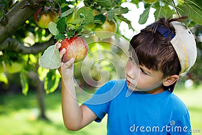 Little boy in cap picking apples Stock Photo