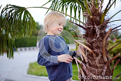 Little boy exploring palm tree. Child first time sees palm tree. Activity for inquisitive child Stock Photo