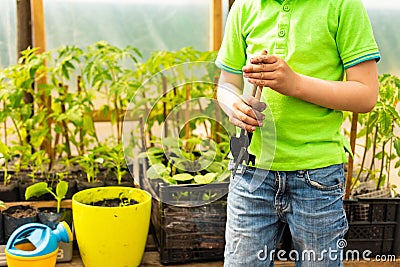 A little boy in a green T-shirt holds miniature garden tools on a background of vegetable seedlings Stock Photo