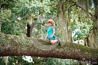 Little boy kid climbed on tree and sitting on tree branch. Stock Photo