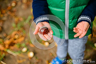 Little boy play with chestnuts in autumn day Stock Photo