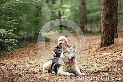 Little boy sits astride malamute dog on walk in forest. Stock Photo