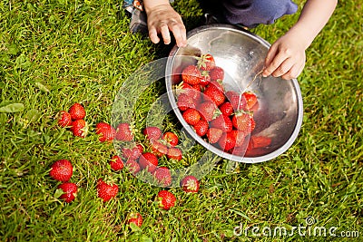 a little boy sorts and stacks freshly picked ripe strawberries in a metal bowl Stock Photo