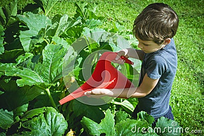 Little boy watering vegetables in the garden. Stock Photo