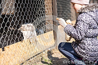 Little braided girl in warm hoodied violet nylon vest is feeding farm domestic rabbits with fresh red clover plants Stock Photo