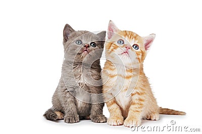 Little british shorthair kittens Stock Photo