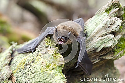 Brown Bat showing wings and sharp vampire fangs, Georgia USA Stock Photo