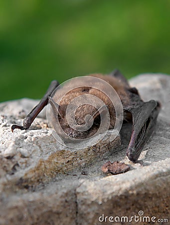 Little Brown Bat (Myotis lucifugus) Stock Photo