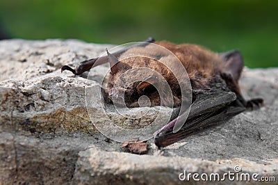 Little Brown Bat (Myotis lucifugus) Stock Photo