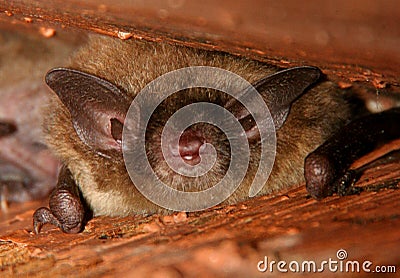 Little Brown Bat Sleeping Stock Photo