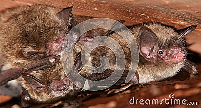 Little Brown Bats - Tight Spot Stock Photo