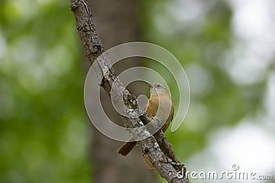 Little Brown Bird Stock Photo