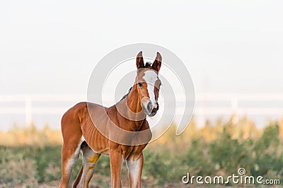 The little brown colt who two days old Stock Photo