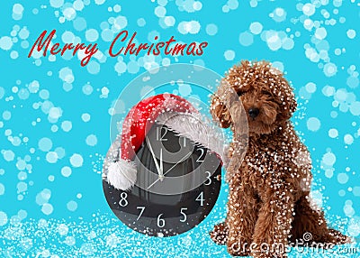 Little brown dog miniature poodle next to the clock in a Santa Claus hat in the snow Happy Christmas card Stock Photo